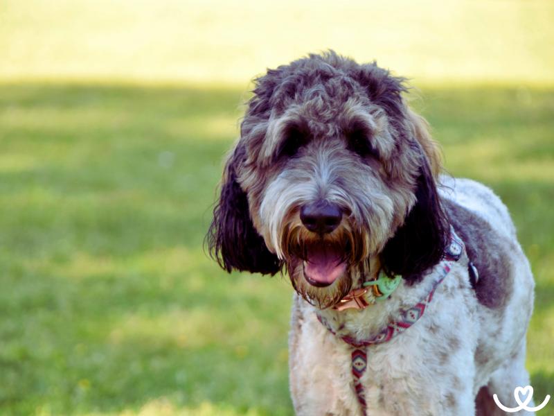 Psi-plemeno-bernedoodle (4)